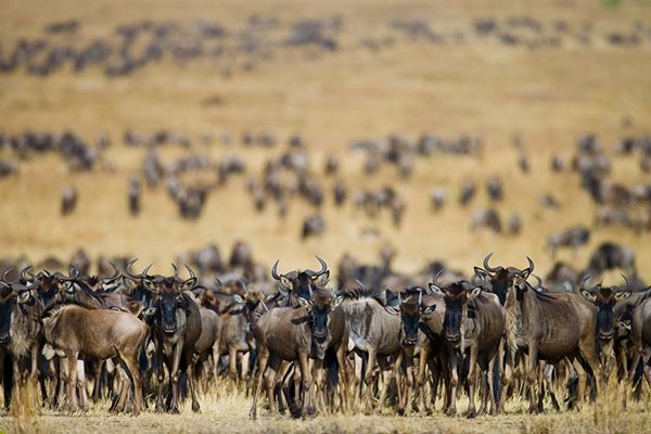 hundreds of Blue Wildebeest Migration in dry season serengeti safari tanzania safari ©bushtreksafaris