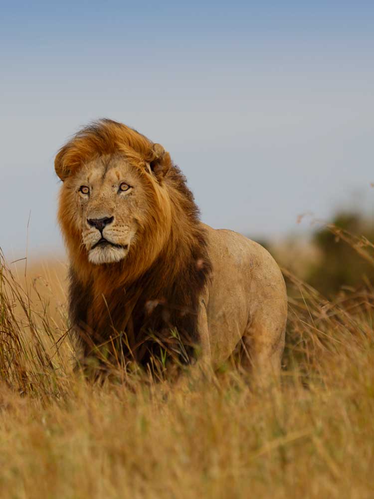 Lion intense stare while standing in the grass and blowing wind serengeti safari ©bushtreksafaris