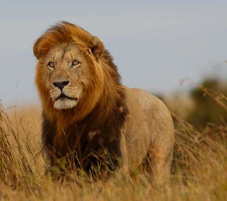 Lion intense stare while standing in the grass and blowing wind serengeti safari ©bushtreksafaris