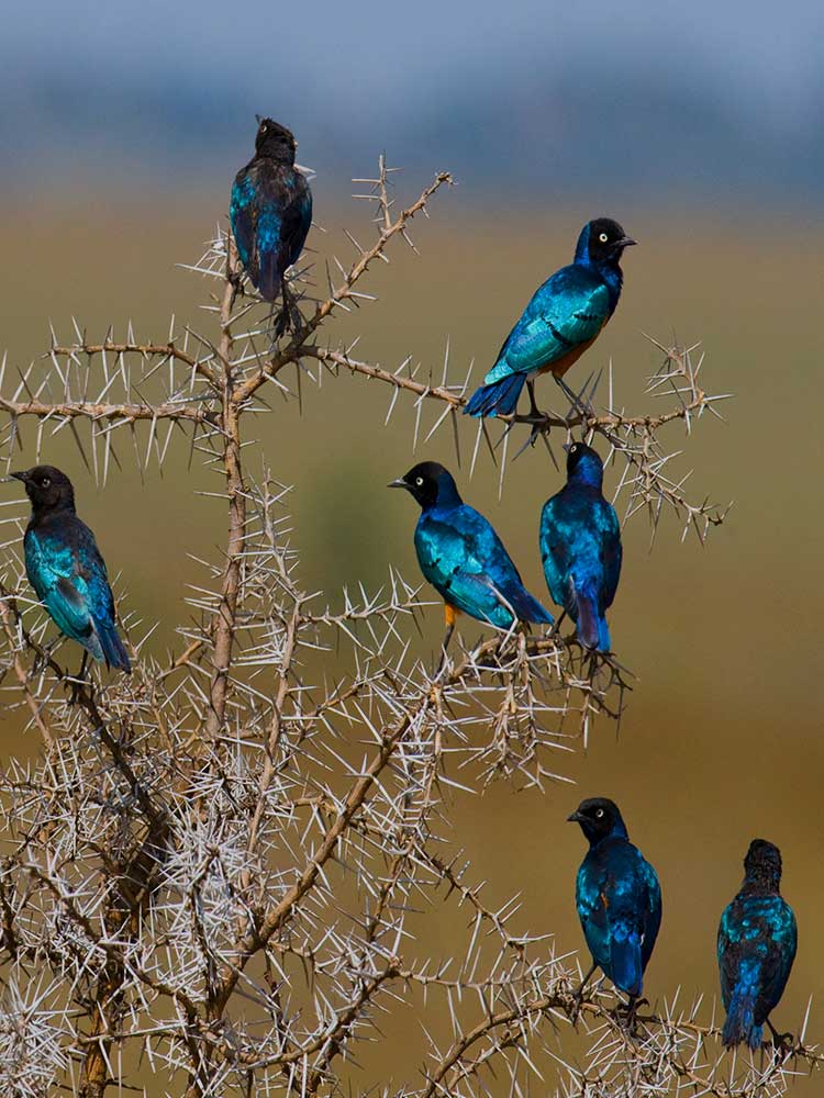 Superb Starling photograph Tanzania private bird safari ©bushtreksafaris