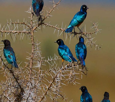 Superb Starling photograph Tanzania private bird safari ©bushtreksafaris