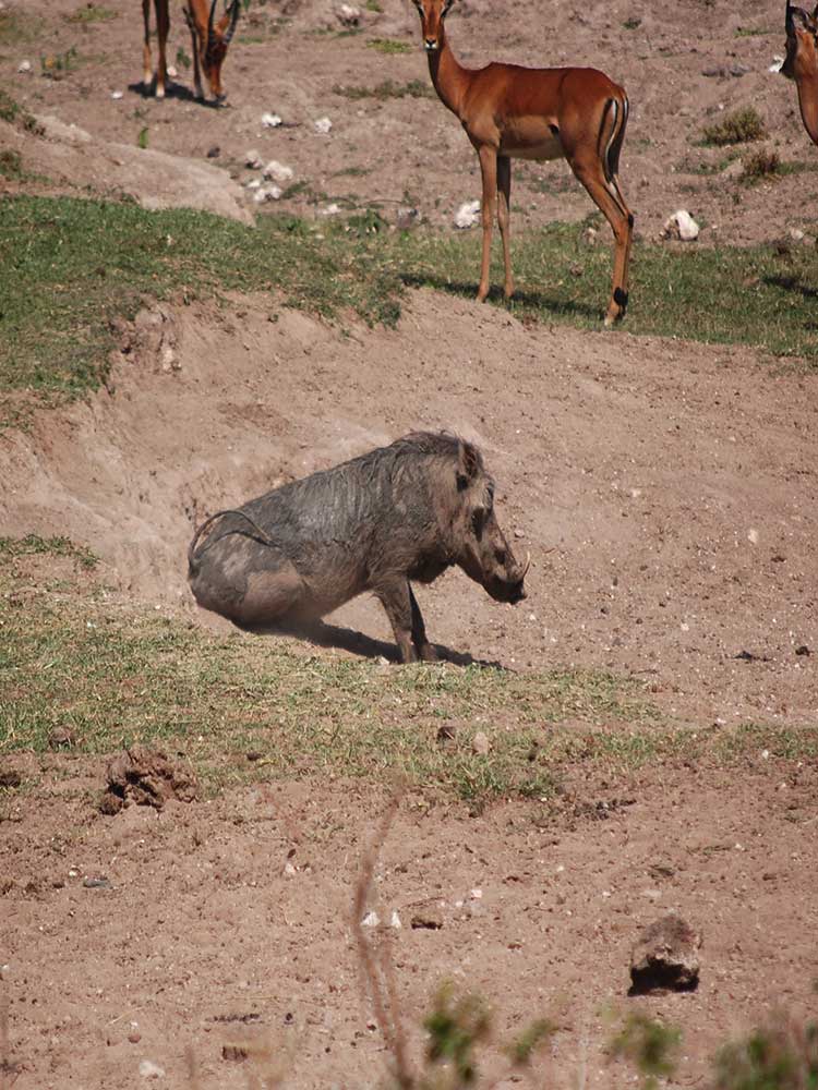 funny Warthog Butt Scratch  on dry river bed maasai mara conservancy #1 ©bushtreksafaris