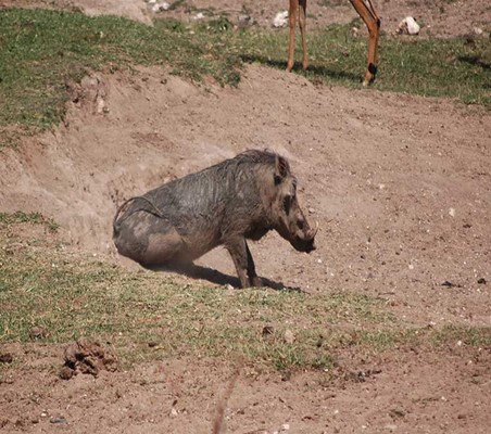 funny Warthog Butt Scratch  on dry river bed maasai mara conservancy #1 ©bushtreksafaris