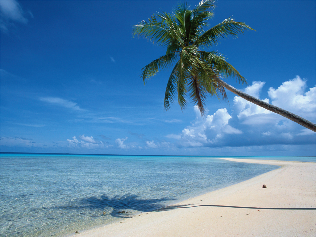 Palm Tree overhanging Beach in zanzibar on beach and bush honeymoon safari ©bushtreksafaris