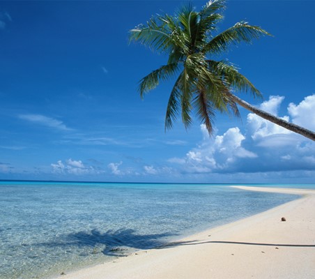 Palm Tree overhanging Beach in zanzibar on beach and bush honeymoon safari ©bushtreksafaris
