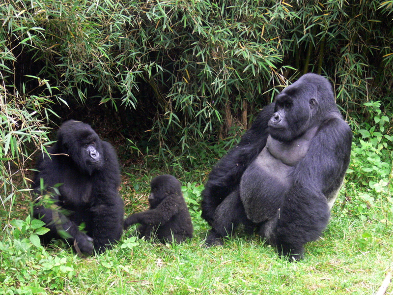®bushtreksafaris Rwanda family of Gorillas - parents and baby near bamboo