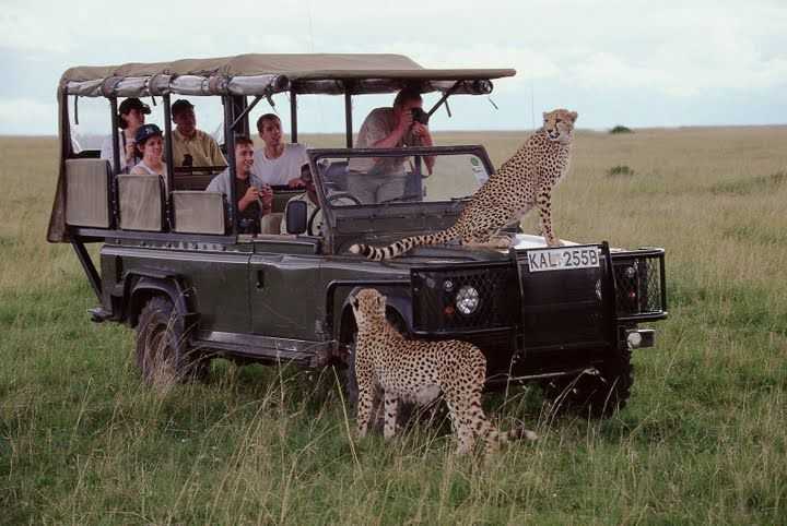 two cheetahs climb land rover vehicle with tourists excited maasai mara animal encounters ©bushtreksafaris
