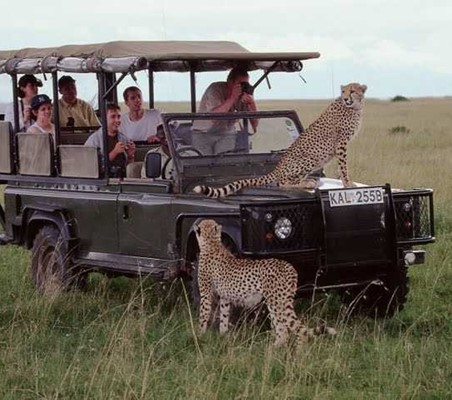 two cheetahs climb land rover vehicle with tourists excited maasai mara animal encounters ©bushtreksafaris