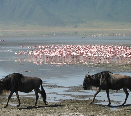 wildebeest or Gnu & Flamingos rift valley lakes ®bushtreksafaris