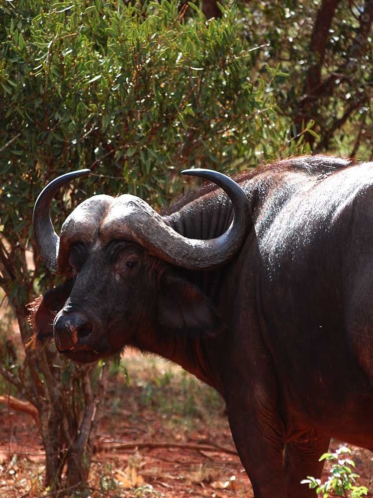 Buffalo Head shot at angle Tsavo national park Kenya safari ©bushtreksafaris