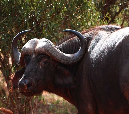 Buffalo Head shot at angle Tsavo national park Kenya safari ©bushtreksafaris