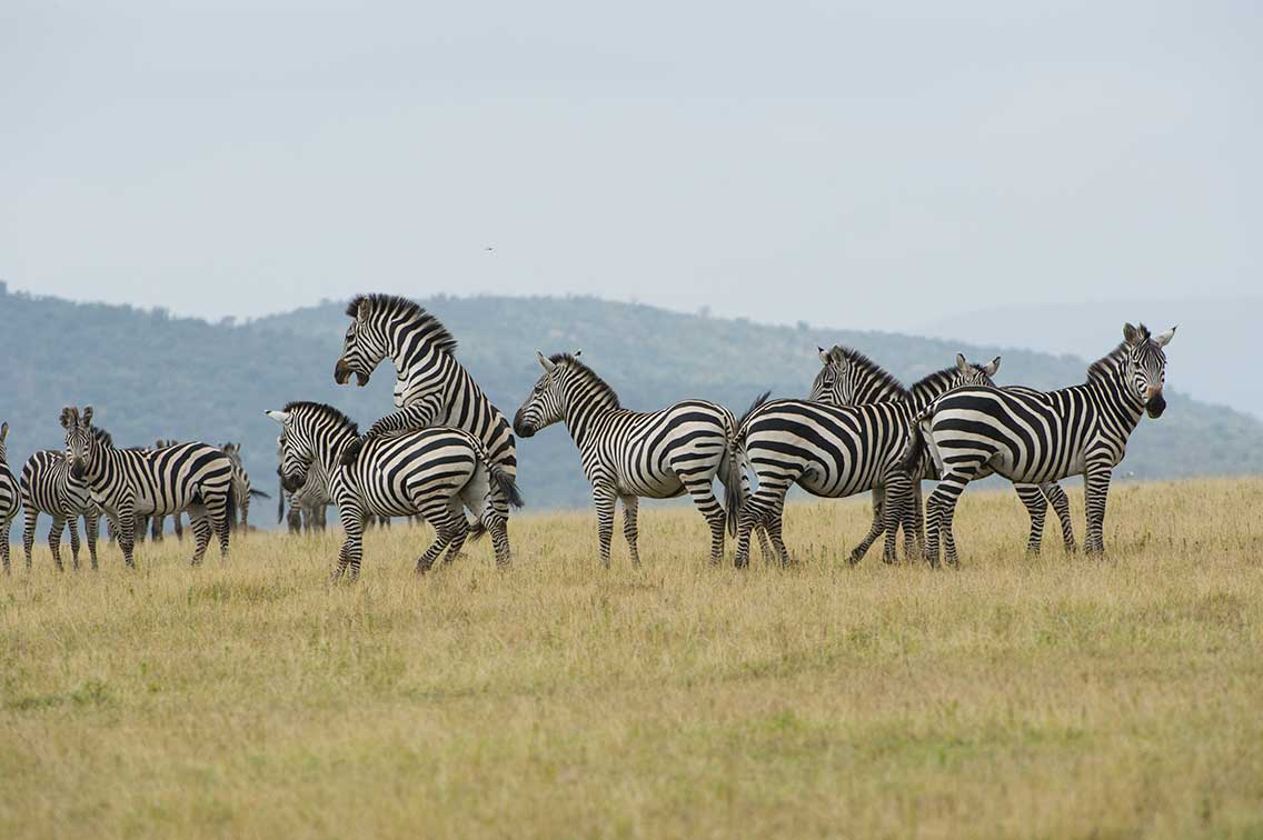 zebras playing and jumping african safari in Kenya dry season ®bushtreksafaris