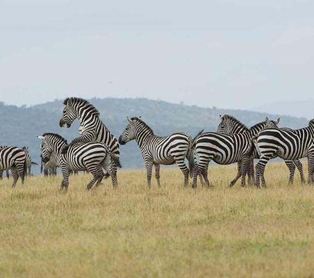 zebras playing and jumping african safari in Kenya dry season ®bushtreksafaris