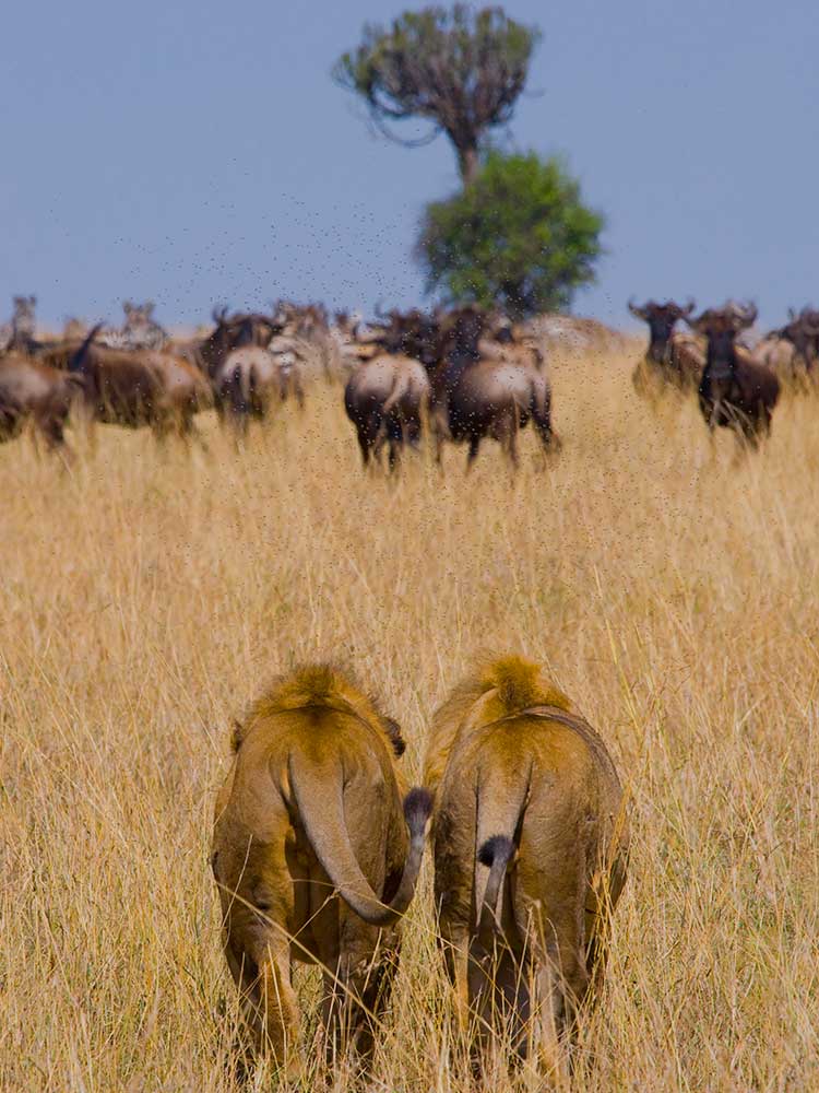Pair Lions eyeing up Blue Wildebeest in the dry season hunt Kenya safari ©bushtreksafaris