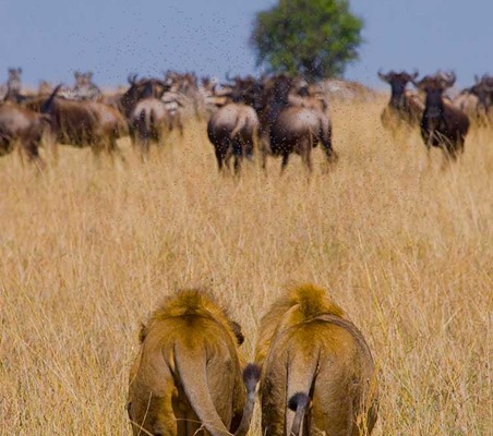 Pair Lions eyeing up Blue Wildebeest in the dry season hunt Kenya safari ©bushtreksafaris