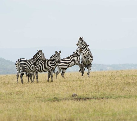 zebras sparing maasai mara plains safari kenya