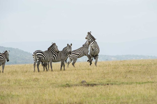 zebras sparing maasai mara plains safari kenya