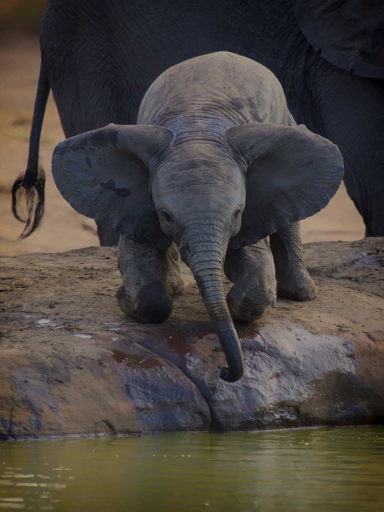 cute Baby Elephant Kneeling at Watering Hole big ears Kenya safari ©bushtreksafaris