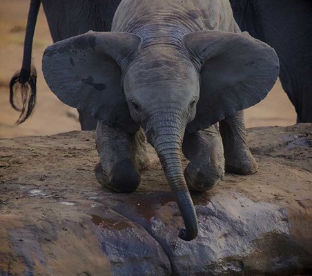 cute Baby Elephant Kneeling at Watering Hole big ears Kenya safari ©bushtreksafaris