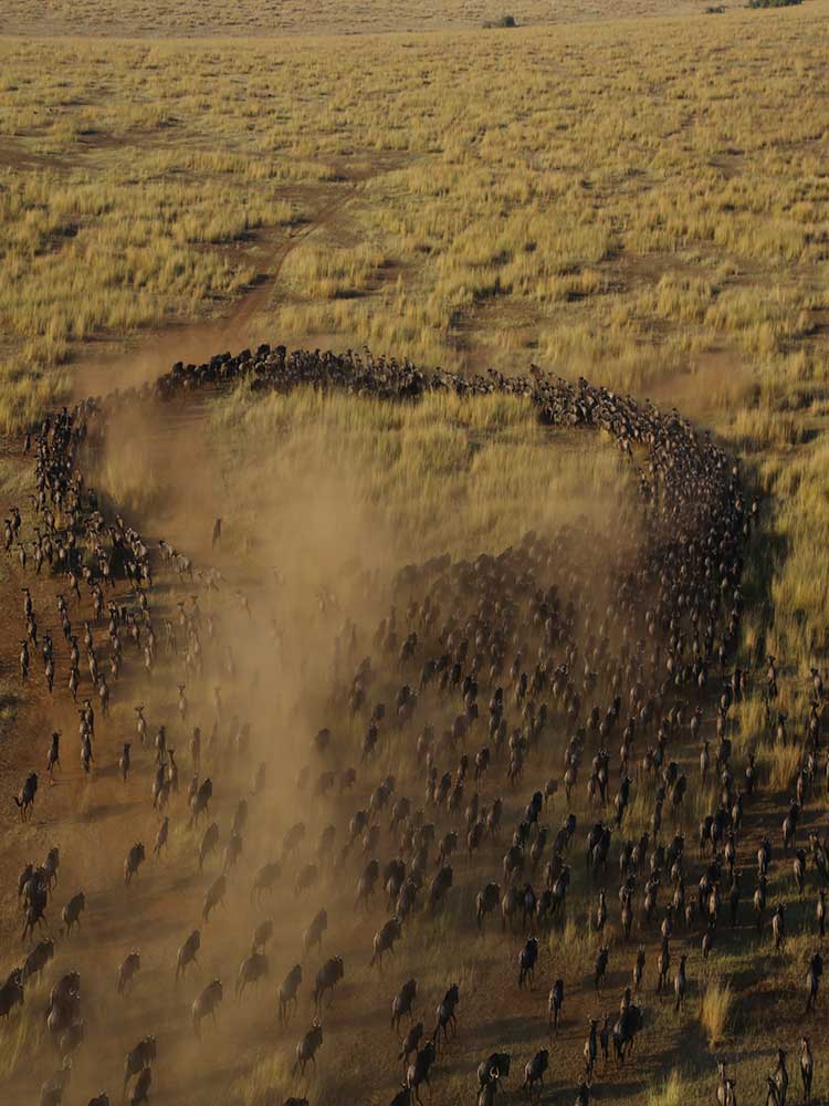 Migrating Blue Wildebeest From Above Dry season maasai mara migration safari spectacular ©bushtreksafaris