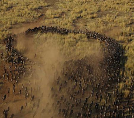 Migrating Blue Wildebeest From Above Dry season maasai mara migration safari spectacular ©bushtreksafaris