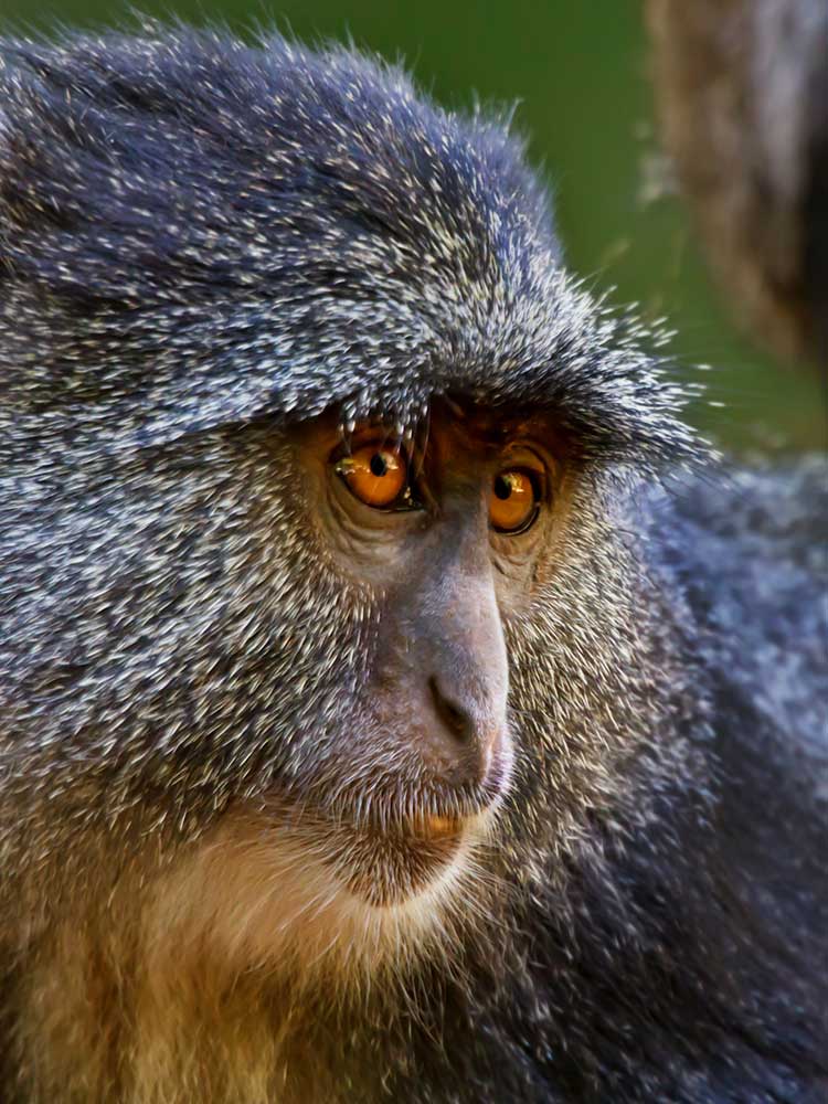 Blue Monkey seen Lake Manyara National park mto wa mbu ©bushtreksafaris