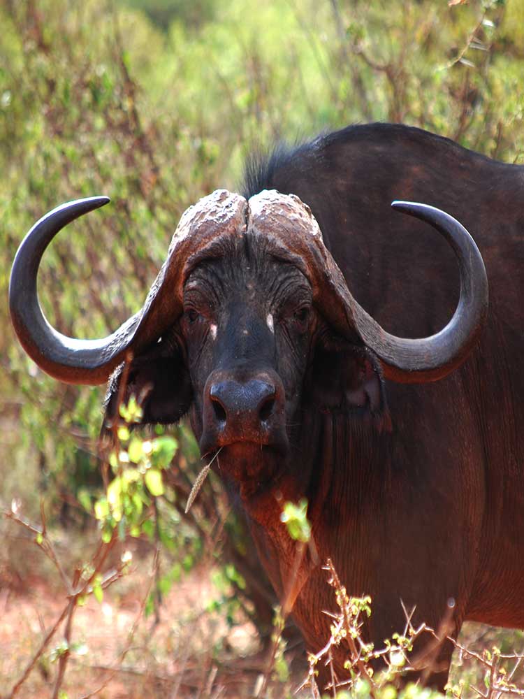 Buffalo Head shot close up amazing full size photo Kenya safari in tsavo ©bushtreksafaris