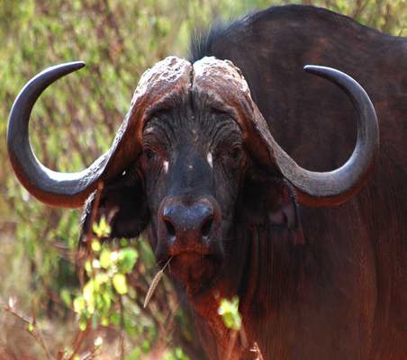 Buffalo Head shot close up amazing full size photo Kenya safari in tsavo ©bushtreksafaris