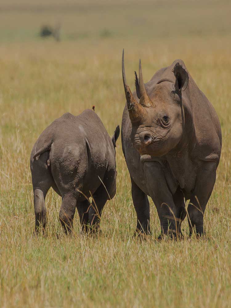 rhino and mother with big horn seen on Kenya safari masai mara ©bushtreksafaris