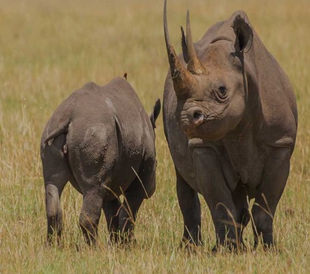 rhino and mother with big horn seen on Kenya safari masai mara ©bushtreksafaris