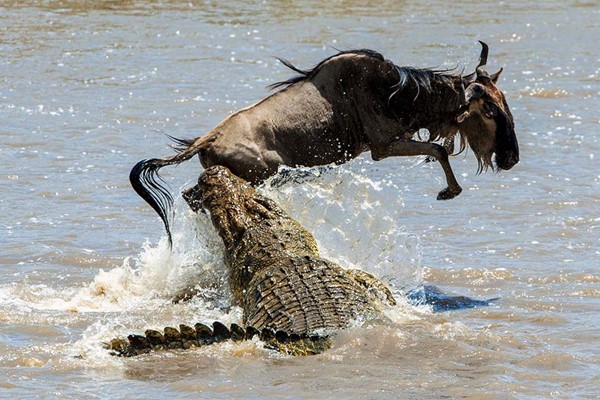 nile Crocodile attacks Blue Wildebeest in the Mara River Leaps photography safari Kenya ©bushtreksafaris