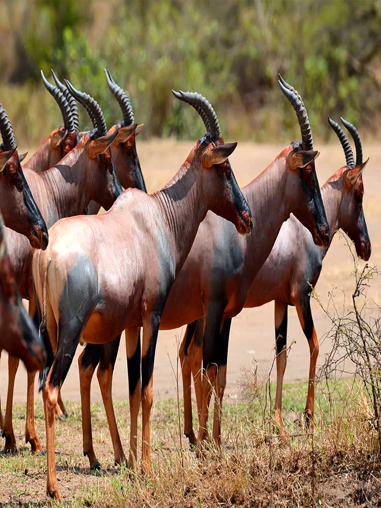 Topi Antelope gather in Maasai Mara Kenya private conservancy safari ©bushtreksafaris