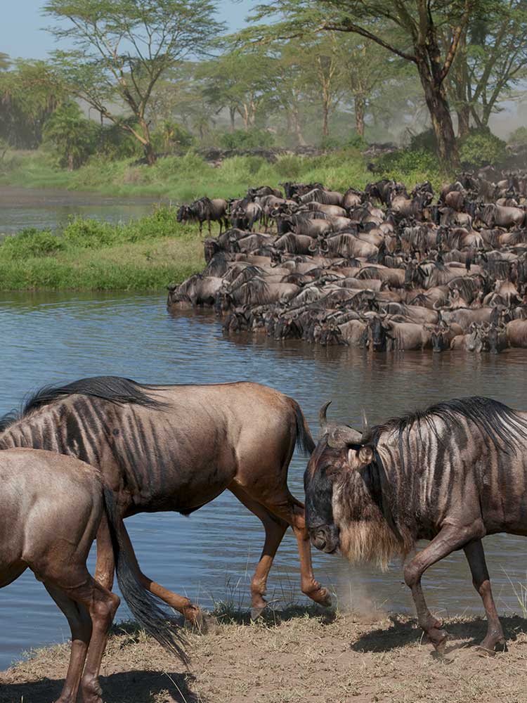 Wildebeest pack the river banks ready for the great migration river crossing mara river ©bushtreksafaris.com