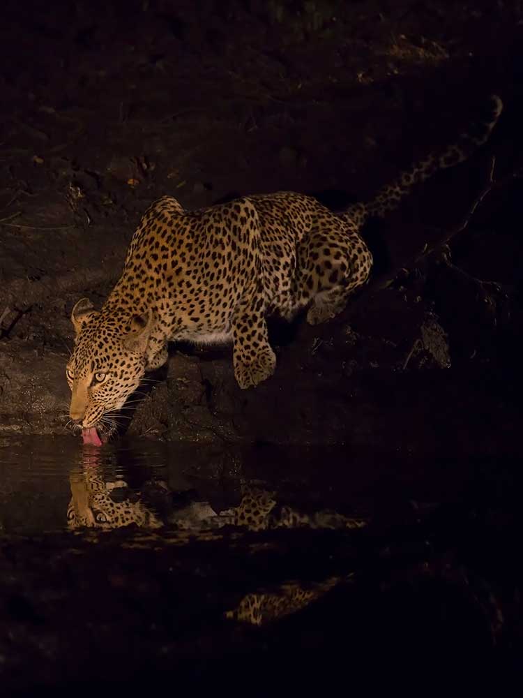 night sighting of leopard at watering hole crouching drinking stare lovely photo ©bushtreksafaris