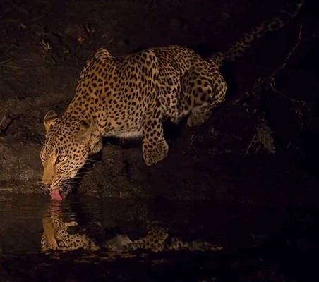 night sighting of leopard at watering hole crouching drinking stare lovely photo ©bushtreksafaris