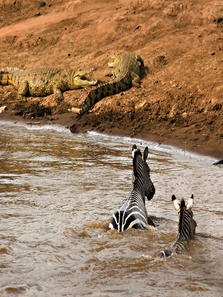 Zebras swim Crossing mara river as Crocodiles wait on the bank the great migration safari ©bushtreksafaris