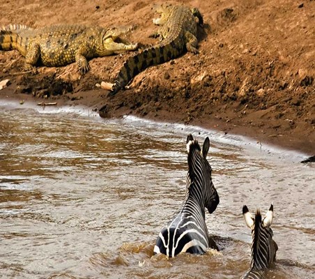 Zebras swim Crossing mara river as Crocodiles wait on the bank the great migration safari ©bushtreksafaris