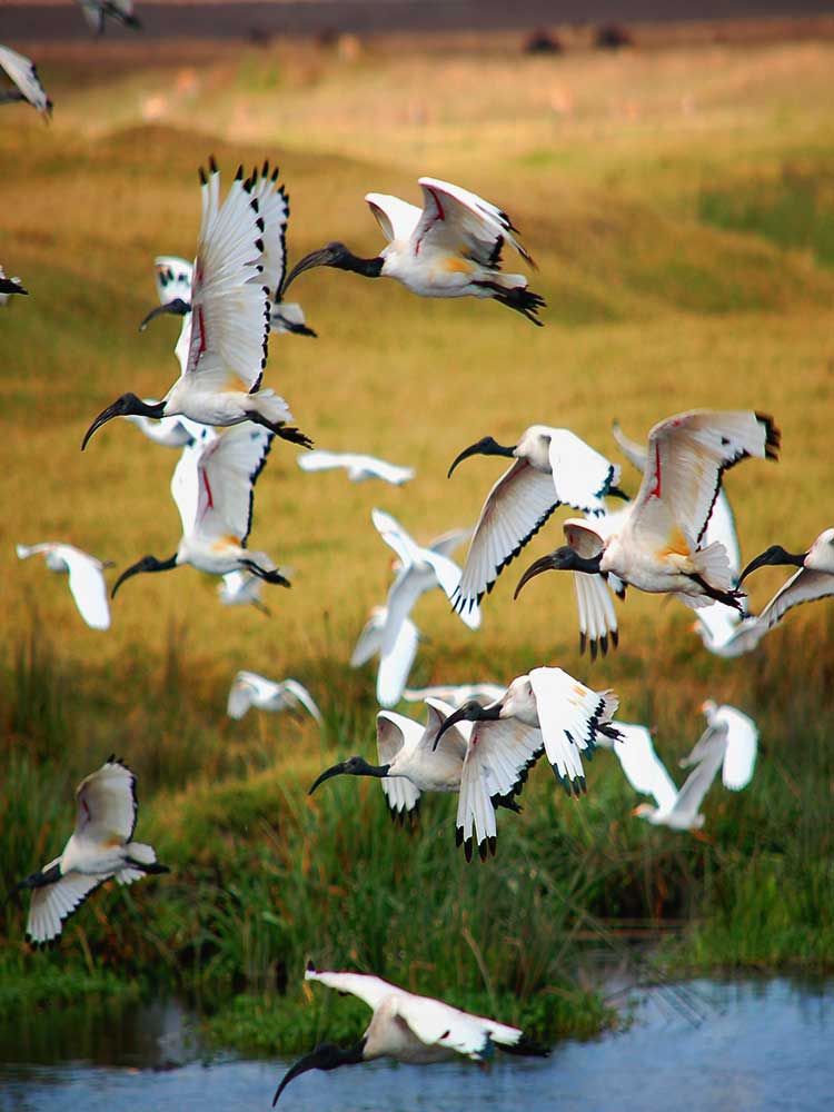 Sacred Ibis can be found in Serengeti Tanzania safari ©bushtreksafaris