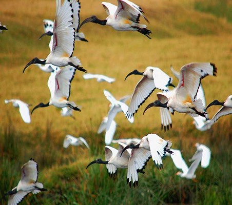 Sacred Ibis can be found in Serengeti Tanzania safari ©bushtreksafaris