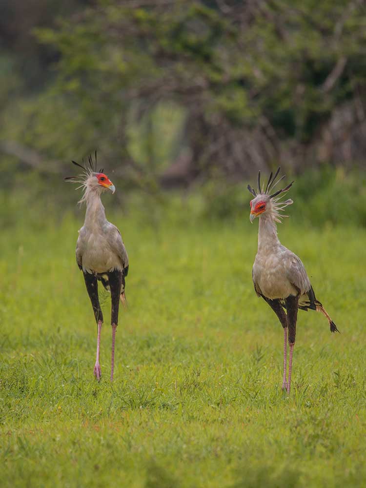 Secretary Bird seen here in Lake Manyara Tanzania safari ©bushtreksafaris