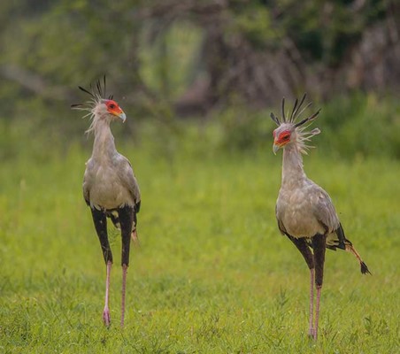 Secretary Bird seen here in Lake Manyara Tanzania safari ©bushtreksafaris