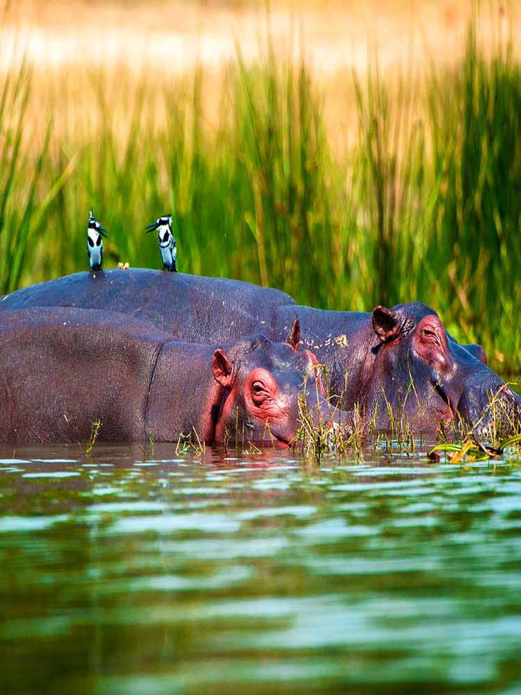 superb photo of two Kingfishers perched On Hippo marsh amboseli Kenya ©bushtreksafaris
