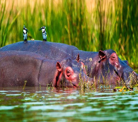 superb photo of two Kingfishers perched On Hippo marsh amboseli Kenya ©bushtreksafaris
