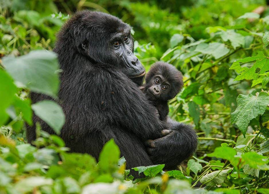 Bwindi Gorilla Mother & Baby gorilla safari tracking lowland gorillas rwanda ©bushtreksafaris
