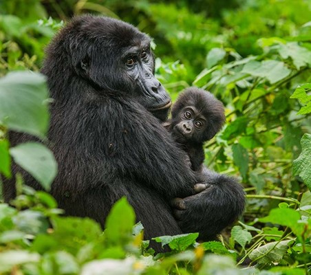 Bwindi Gorilla Mother & Baby gorilla safari tracking lowland gorillas rwanda ©bushtreksafaris