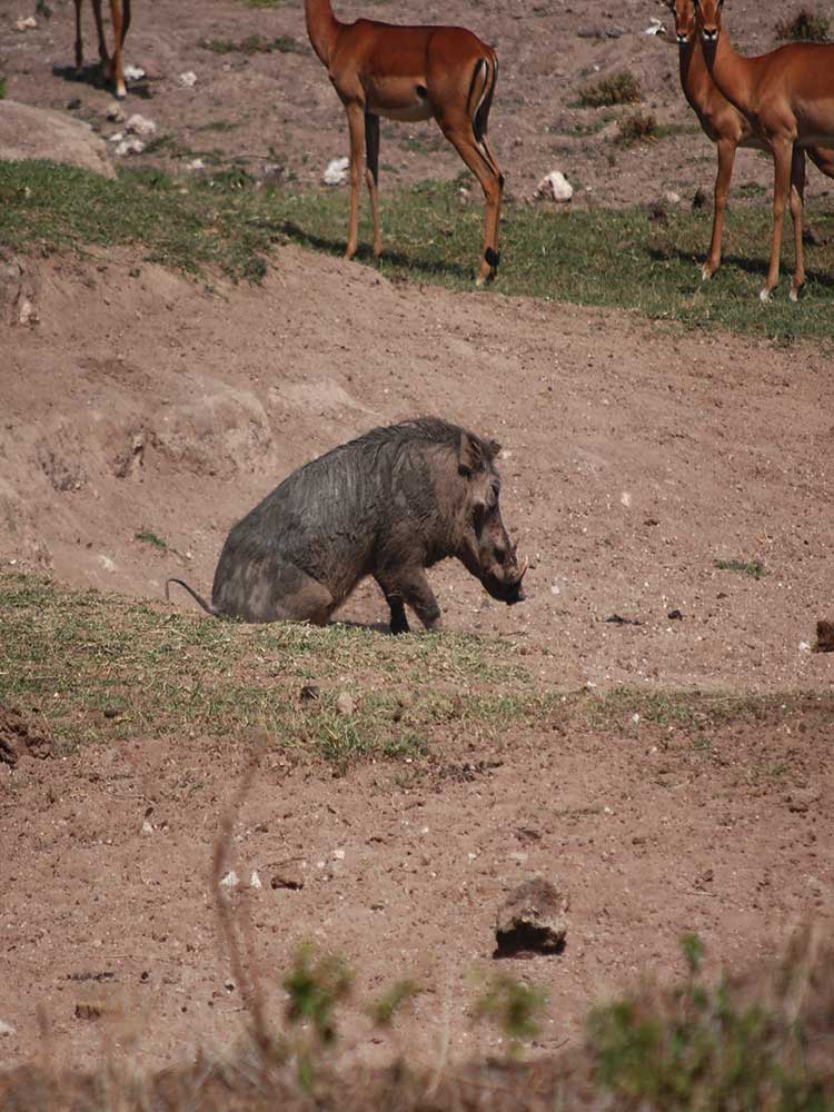 funny Warthog Butt Scratch  on dry river bed maasai mara conservancy #4 ©bushtreksafaris
