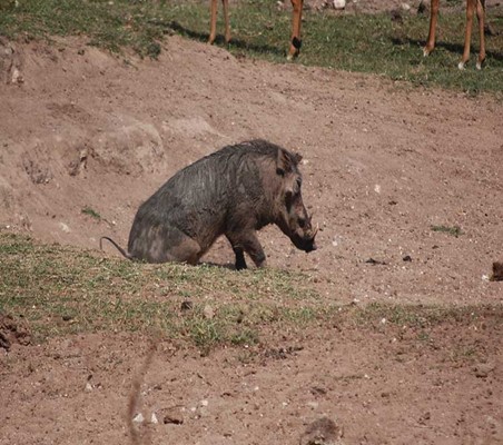 funny Warthog Butt Scratch  on dry river bed maasai mara conservancy #4 ©bushtreksafaris