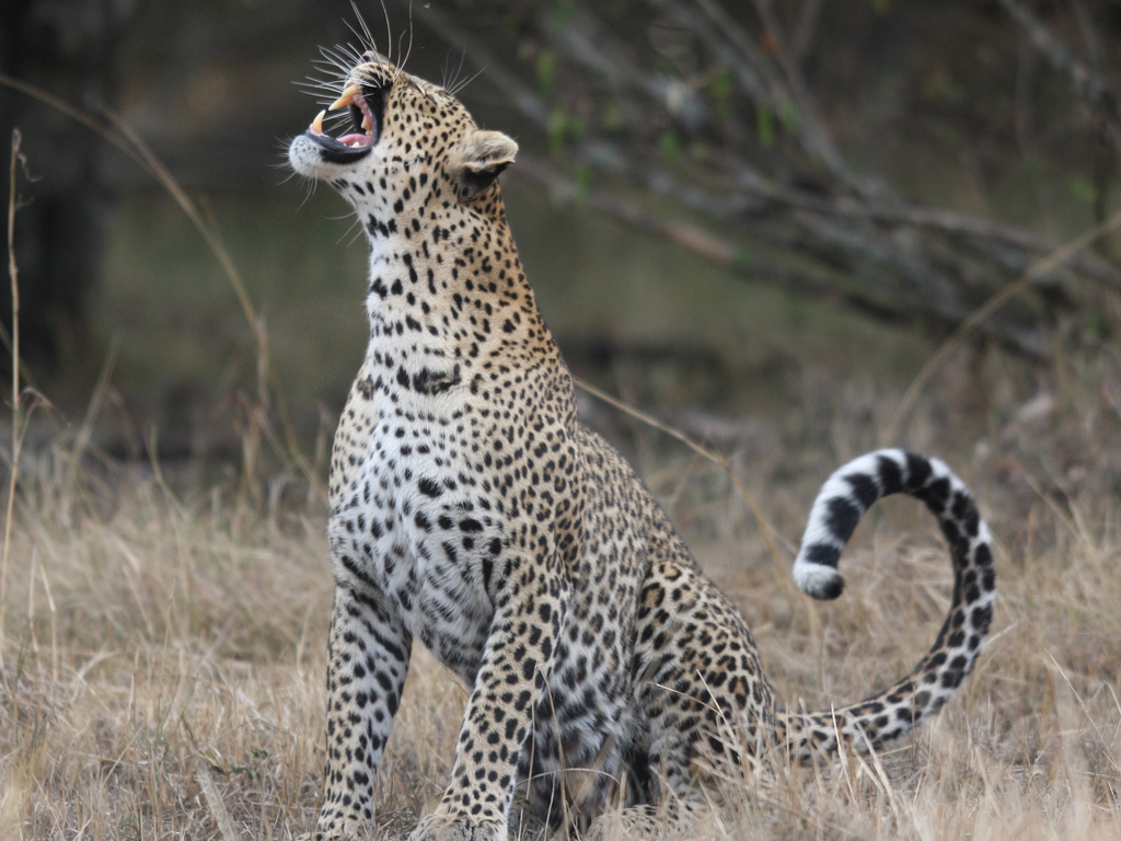 beautiful safari photo of Leopard yawning seen at Talek river Maasai-mara Kenya safari ©bushtreksafaris