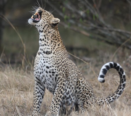 beautiful safari photo of Leopard yawning seen at Talek river Maasai-mara Kenya safari ©bushtreksafaris