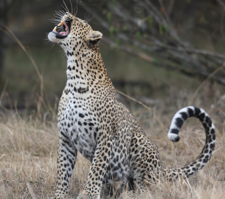 beautiful safari photo of Leopard yawning seen at Talek river Maasai-mara Kenya safari ©bushtreksafaris